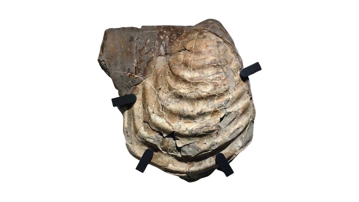 Australia’s ancient sea coughed up a giant fossil pearl